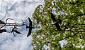 * Nomination Artwork "Diverting. Defending. Birds over the Waimakariri", Ara Institute of Canterbury --Podzemnik 05:13, 22 July 2020 (UTC) * Promotion Good quality, an excellent composition --Michielverbeek 05:18, 22 July 2020 (UTC)