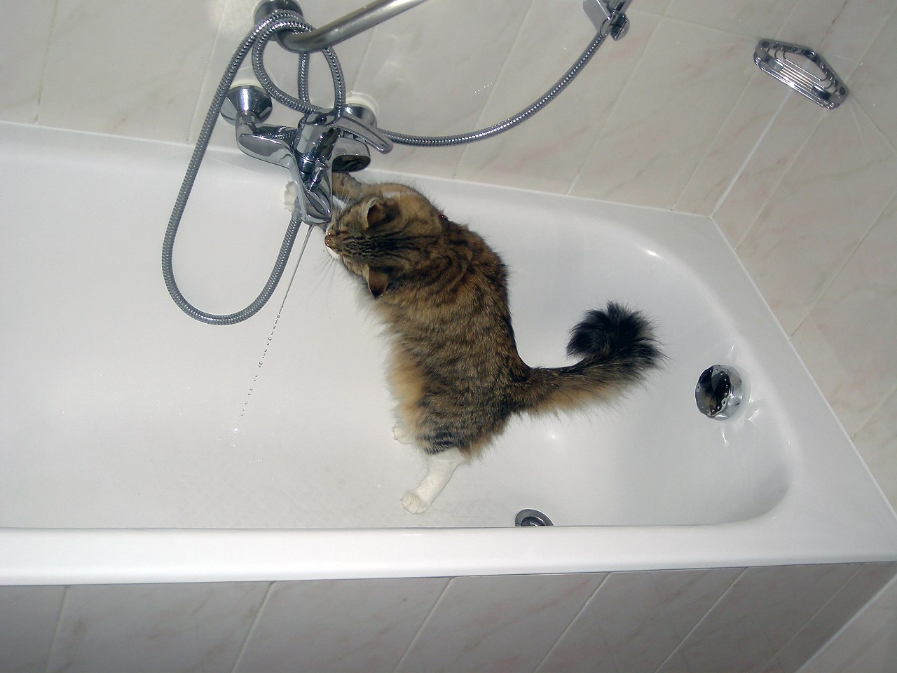 Poor Cat Doesn't Know How to Handle a Bathtub Full of Beanbag Filling -   - Where Culture & Technology Collide
