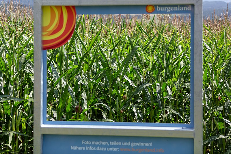 File:Aschau Burgenland 2021-08-21 Aussichtswarte Kukuruz 1.jpg