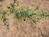 Asparagus acutifolius detalle.jpg