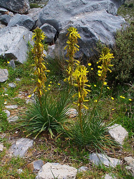 File:Asphodeline lutea 001.JPG