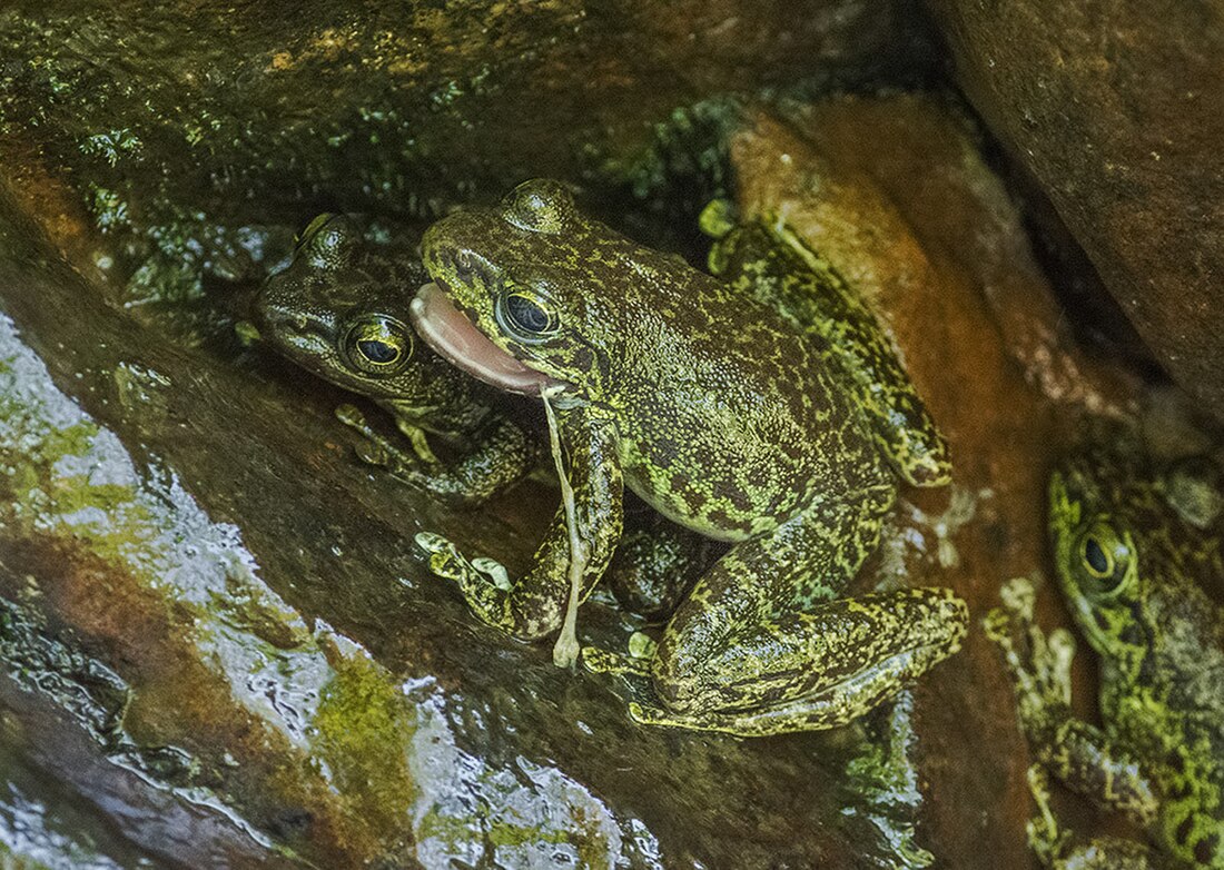 Amolops formosus