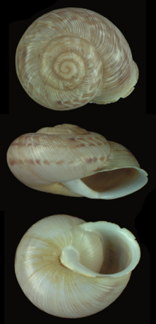 Three views of a shell of Assyriella guttata (Olivier, 1804) from family Helicidae Assyriella guttata shell.png