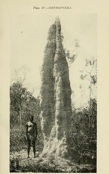 File:Australian insects (Plate IV) (7268219964).jpg