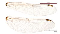 Female wings