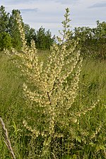 Autumn Olive (Elaeagnus umbellata)