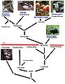 鳥類の進化系統図