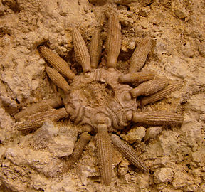 Balanocidaris marginata (fossile du Kimméridgien).
