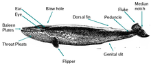 Features of a blue whale Baleen parts.png