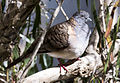 Bar shouldered dove 1 (14606211420).jpg