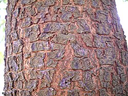 Bark (5059231711).jpg