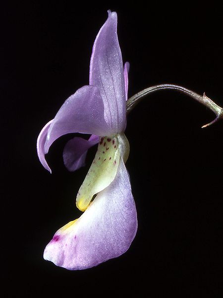 File:Barkeria dorotheae Orchi 023.jpg