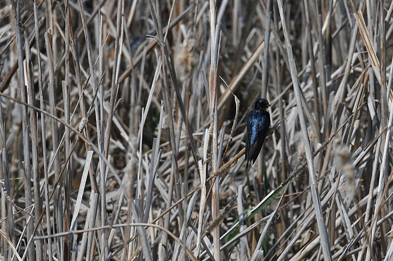 File:Barn swallow howard marsh 5.13.22 DSC 2130.jpg