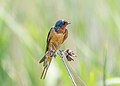 * Nomination Barn swallow in the Montezuma National Wildlife Refuge --Rhododendrites 20:35, 3 June 2023 (UTC) * Promotion  Support Good quality. --JoachimKohler-HB 08:12, 7 June 2023 (UTC)