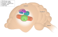 Bat Auditory Cortex with legend