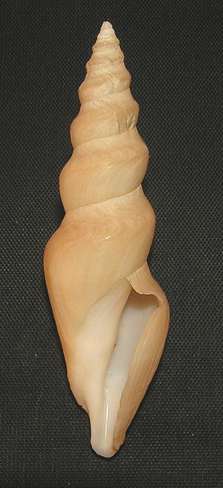 <i>Bathytoma visagei</i> Species of gastropod