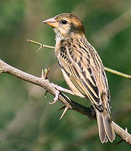 Female of race philippinus