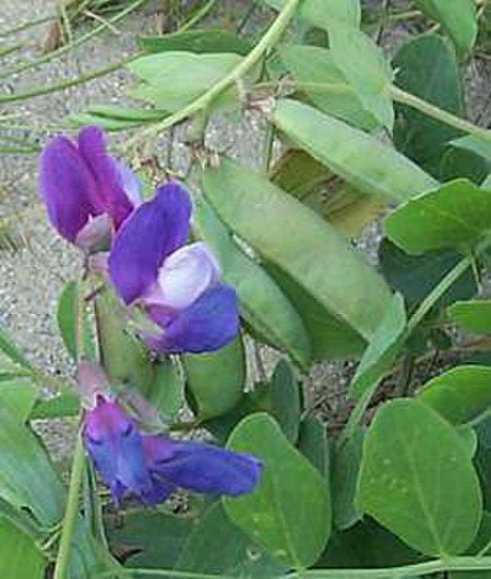 Lathyrus_japonicus