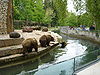 Bears in Augsburg Zoo.jpg