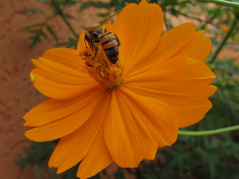 File:Bee on a flower 1.jpeg