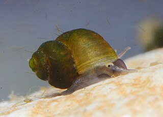 <i>Alzoniella edmundi</i> Species of gastropod