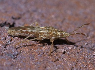 <i>Belonochilus</i> Genus of true bugs