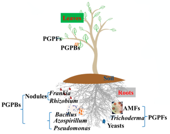 Beneficial microbiota for crop plants.png