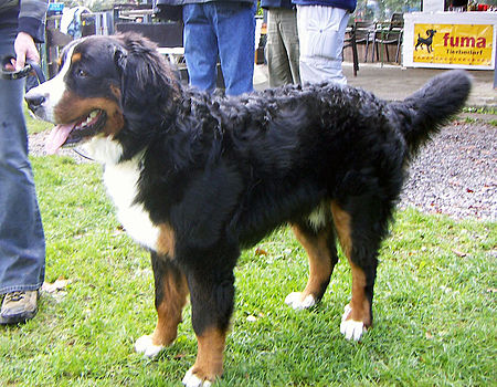 Fail:Berner_sennhund.jpg