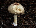 Beschadigde paddenstoel. Locatie, tuinreservaat Jonkervallei. Knolparasolzwam (Chlorophyllum rhacodes, synoniem: Macrolepiota rhacodes).