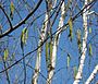 Betula utilis 'Doorenbos' (Witte Himalayaberk)