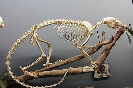 Binturong skeleton on display in the Museum of Osteology