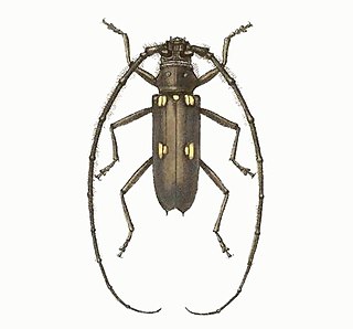 <i>Pantomallus</i> Genus of beetles