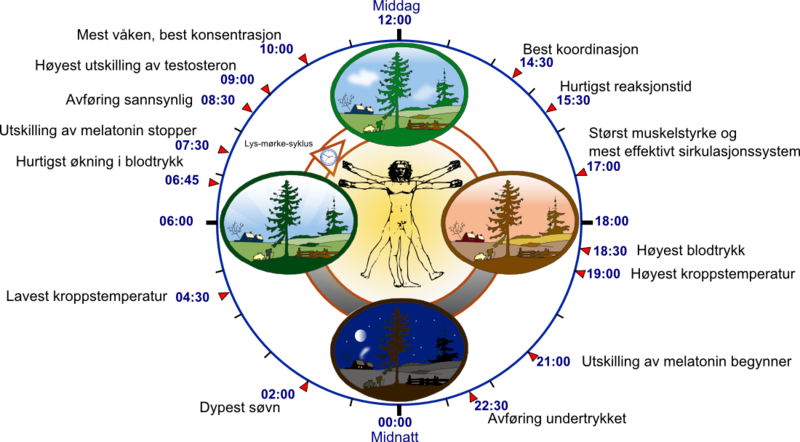 File:Biological clock human-no.png