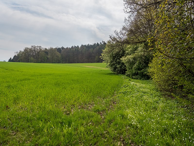 File:Bischberg Michelsberger Wald-20170501-RM-103914.jpg