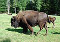 Echter Bison im Juraparc, Vallorbe (2009, Nikon D40x)