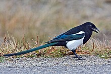 Black-Magpie facturés, Yellowhead Highway, au nord de Jasper, Alberta.jpg