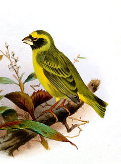 Description de l'image Black-faced Canary (Crithagra capistrata) by Henrik Grönvold.jpg.