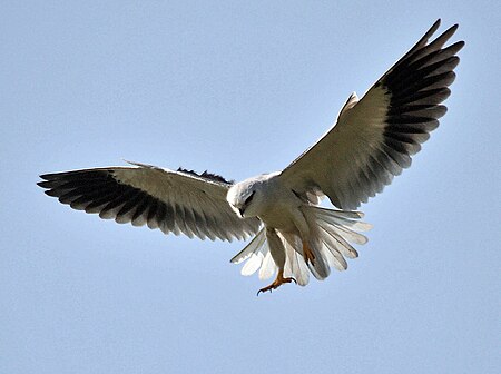 Tập tin:Black-shouldered Kite (Elanus caeruleus) in Hyderabad W IMG 4418.jpg