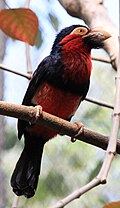 Black and red Barbet.jpg