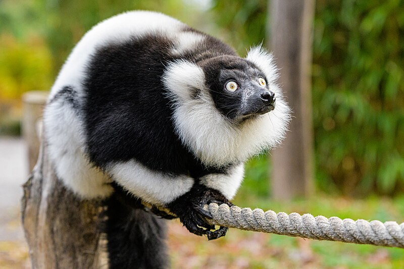 File:Black and white ruffed lemur - 51695857701.jpg