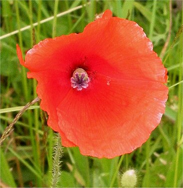 Bleke klaproos bloem Papaver dubium.jpg