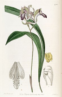 Bletia reflexa - Эдвардс vol 21 pl 1760 (1836) .jpg
