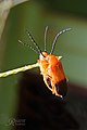 Blister Beetles (34805924882).jpg