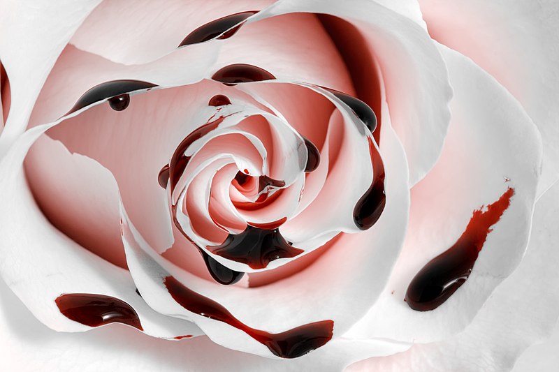 File:Blood Rose Macro - HDR (7995296862).jpg