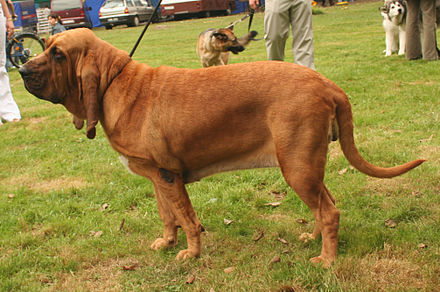 Un chien de Saint-Hubert rouge unicolore.