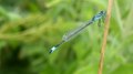 File:Blue-tailed Damselfly (Ischnura elegans).webm