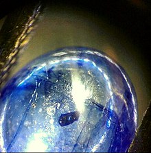 Kuvaus Blue sapphire.jpg -kuvasta.