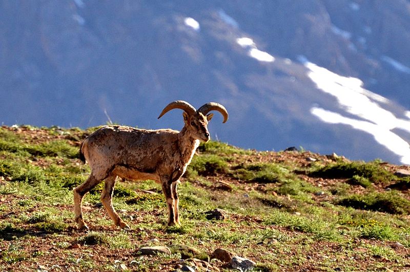 File:Blue sheep Pseudois nayaur (Male).JPG