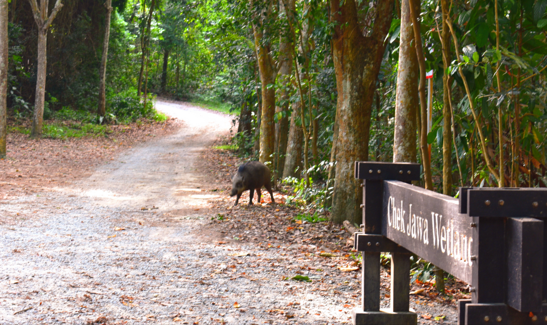 File:Boar at Chek Jawa.png