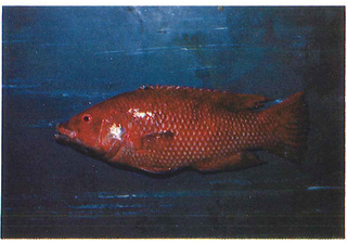 <i>Bodianus insularis</i> Species of fish